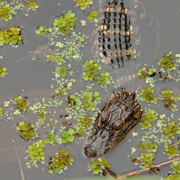 3/13/2013에 Meredith W.님이 Audubon&#39;s Corkscrew Swamp Sanctuary에서 찍은 사진