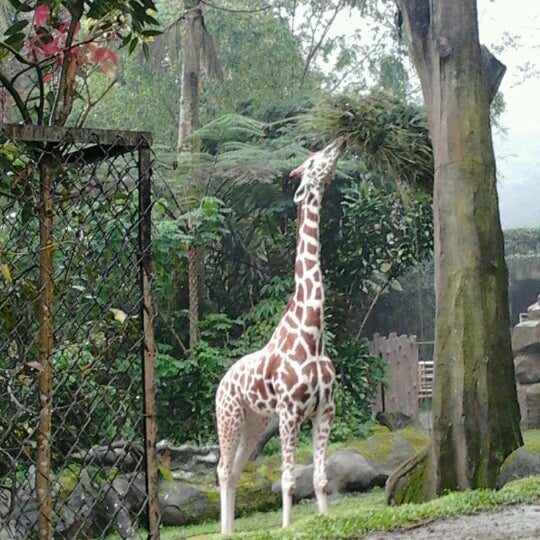 Taman Safari Indonesia - Zoo in Bogor