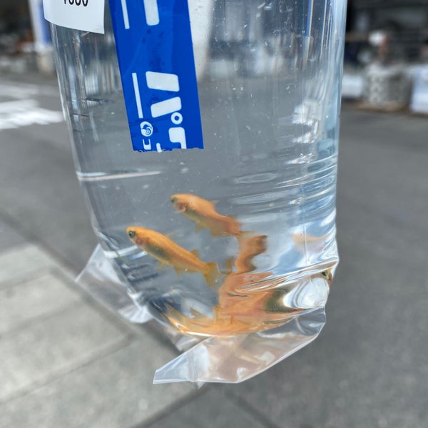コメリパワー 新津店 Hirdavat Magazasi