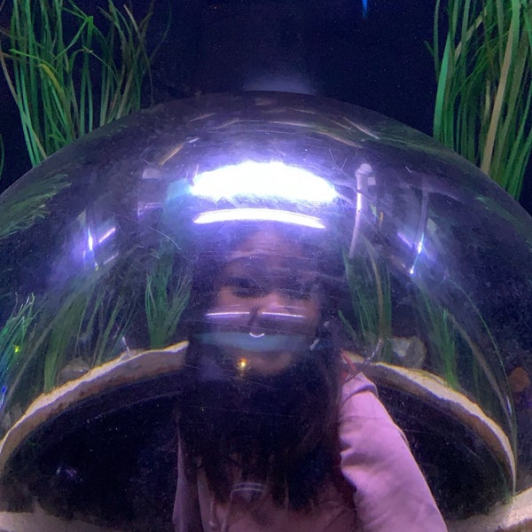 Снимок сделан в Aquarium of the Bay пользователем Nenny N. 7/7/2019