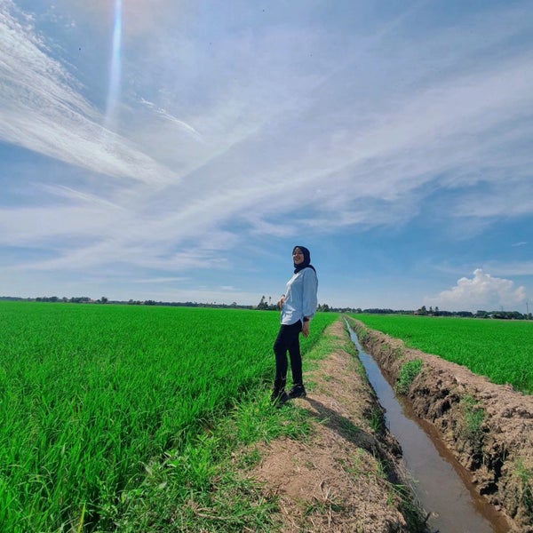 Photos At Sekinchan Paddy Field Sekinchan Selangor