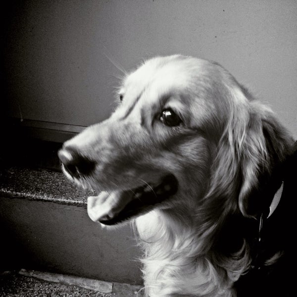 lakeside veterinary clinic