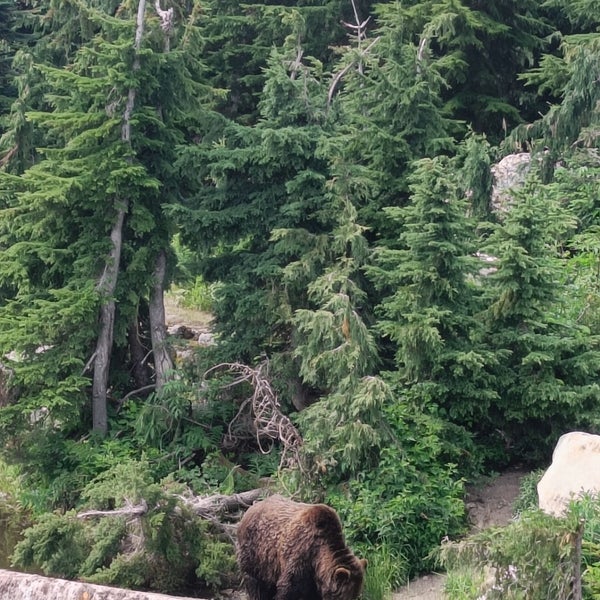 7/20/2023 tarihinde Alexander P.ziyaretçi tarafından Grouse Mountain'de çekilen fotoğraf