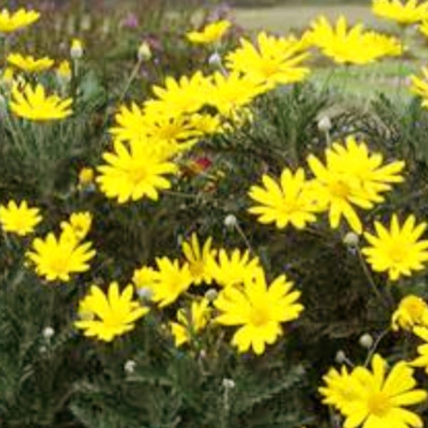 The Home Depot Salinas, CA