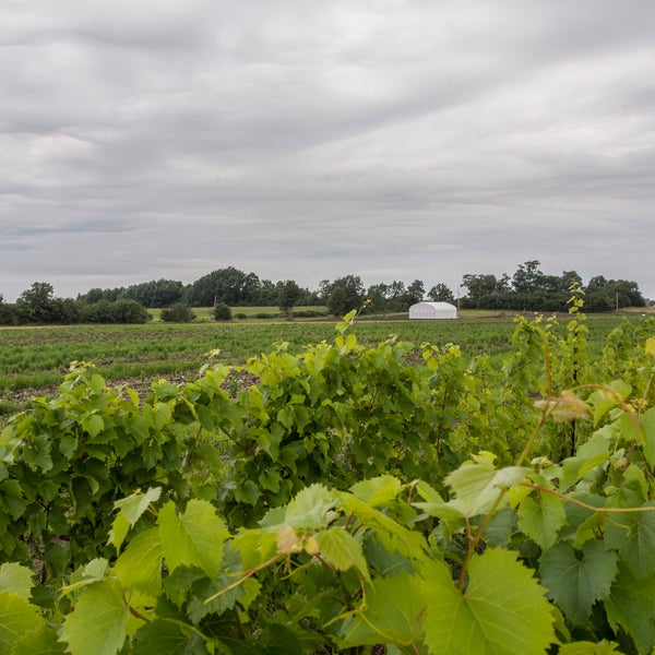 Foto diambil di Trail Estate Winery oleh Trail Estate Winery pada 8/11/2015