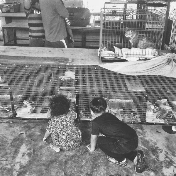 Photos at Pusat Perlindungan Kucing Putrajaya - Pet Service in 