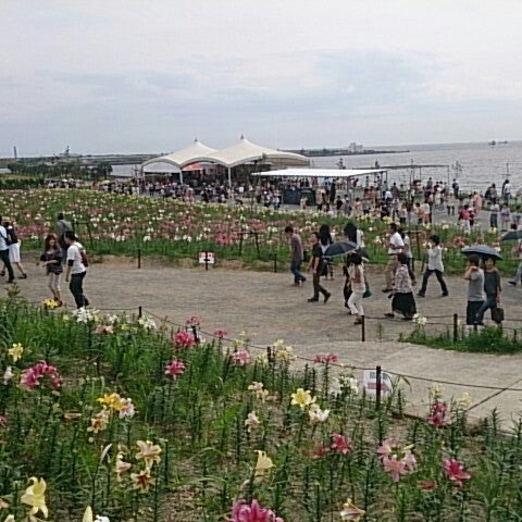 Photos At 大阪舞洲ゆり園 Now Closed 此花区 4 Tips From 370 Visitors