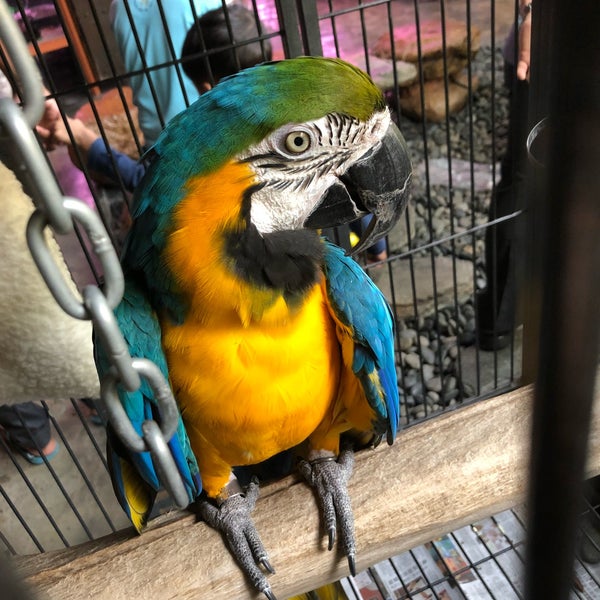 Chew Thean Yang Aquatic & Pet ( 周天央 CTY ) - Pet Store