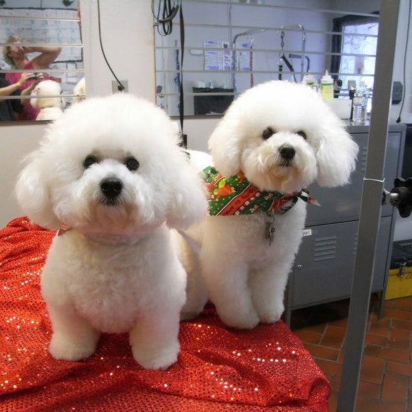 Celebrity hotsell paw spa