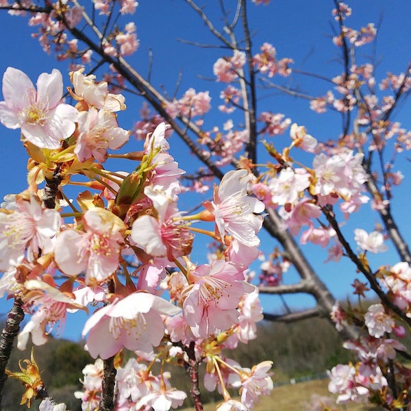 如意輪寺公園 高松市 香川県 如意輪寺公園 高松市 香川県