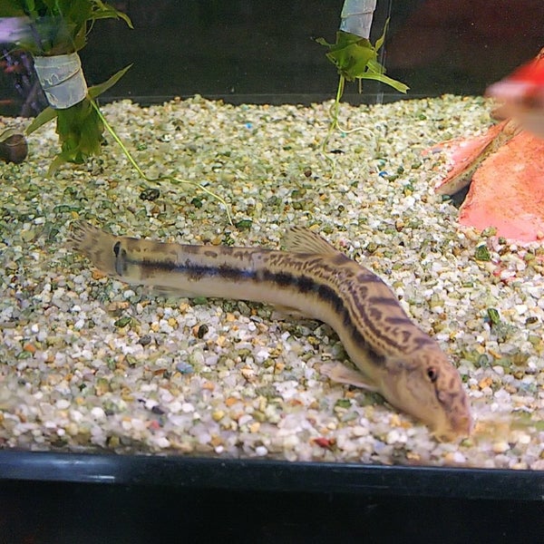 Photos at 岡島観賞魚店 - 西宮市, 兵庫県
