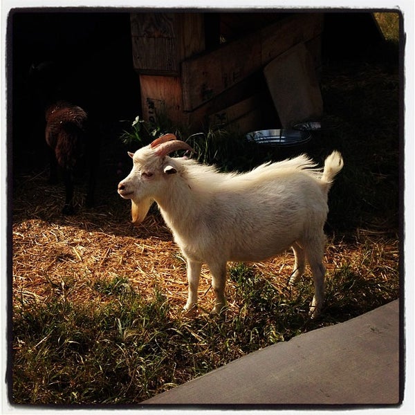 Снимок сделан в The Belmont Goats пользователем Shannon F. 5/12/2013