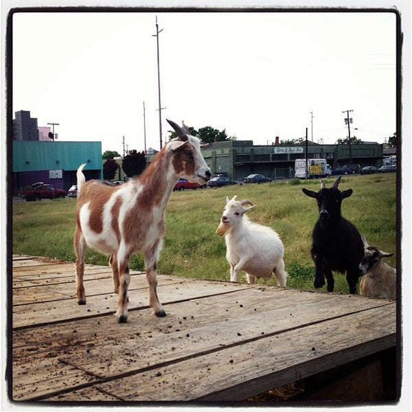 Das Foto wurde bei The Belmont Goats von Shannon F. am 5/12/2013 aufgenommen