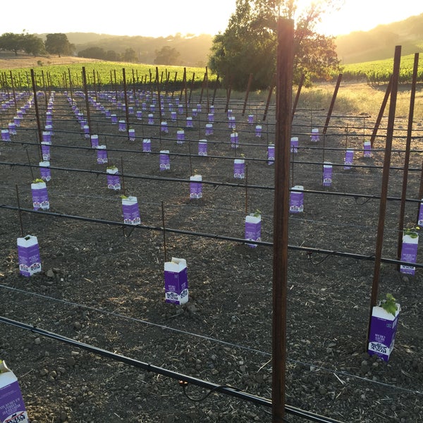 Foto scattata a Italics Winegrowers da Italics Winegrowers il 7/28/2015