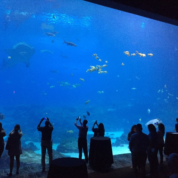 10/6/2016 tarihinde Nicoleziyaretçi tarafından Georgia Aquarium'de çekilen fotoğraf