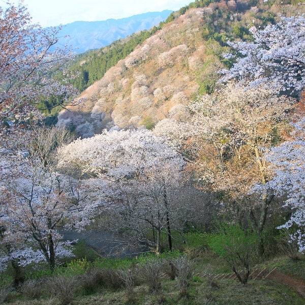 Photos At 絶景無料休憩所 吉野郡 奈良県 Photos At 絶景無料休憩所 吉野郡 奈良県