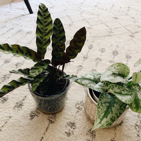 Plant Depot San Juan Capistrano, CA