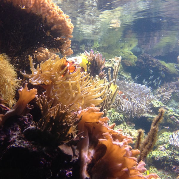 รูปภาพถ่ายที่ National Aquarium โดย Dave N. เมื่อ 4/16/2013