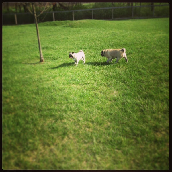 Canine Meadows York, PA