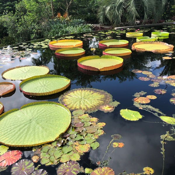 8/29/2020에 David L.님이 Naples Botanical Garden에서 찍은 사진