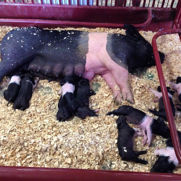Indiana State Fairgrounds Swine Barn 1202 E 38th St