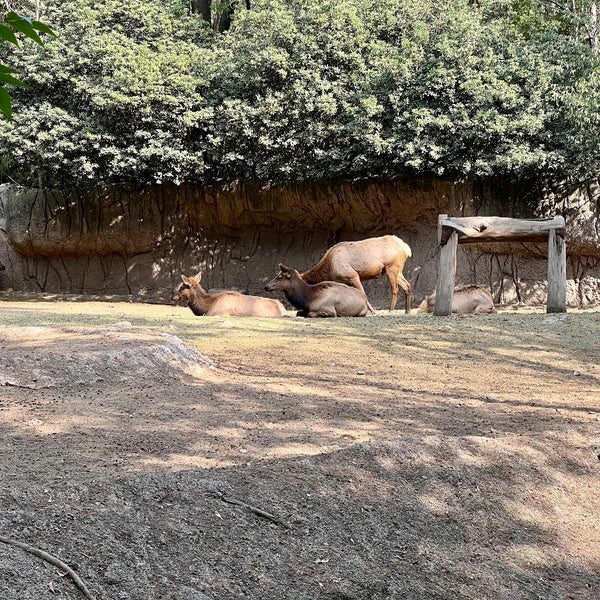 Foto scattata a Zoológico de Chapultepec da Edgar P. il 4/28/2024