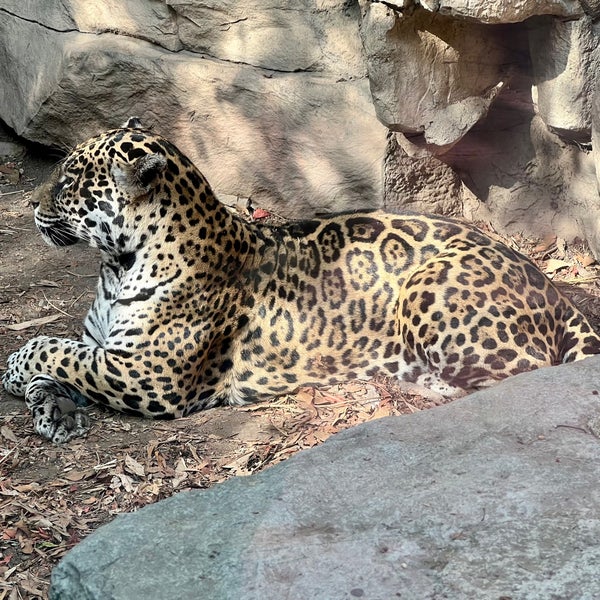 Photo prise au Zoológico de Chapultepec par Edgar P. le4/28/2024