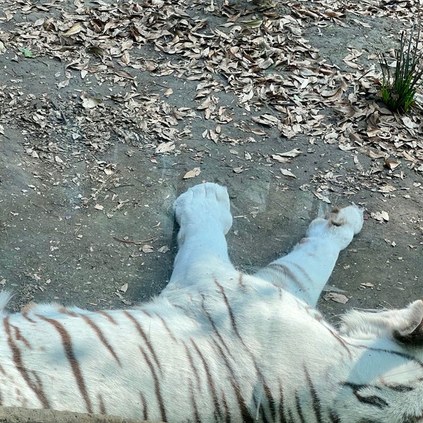 Foto diambil di Zoológico de Chapultepec oleh Edgar P. pada 4/28/2024