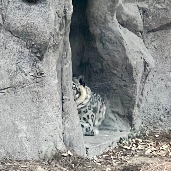 Das Foto wurde bei Zoológico de Chapultepec von Edgar P. am 4/28/2024 aufgenommen