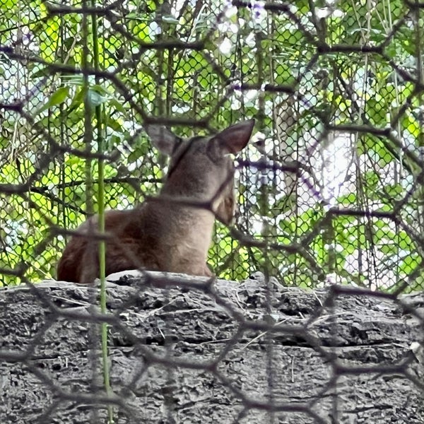 Foto diambil di Zoológico de Chapultepec oleh Edgar P. pada 4/28/2024