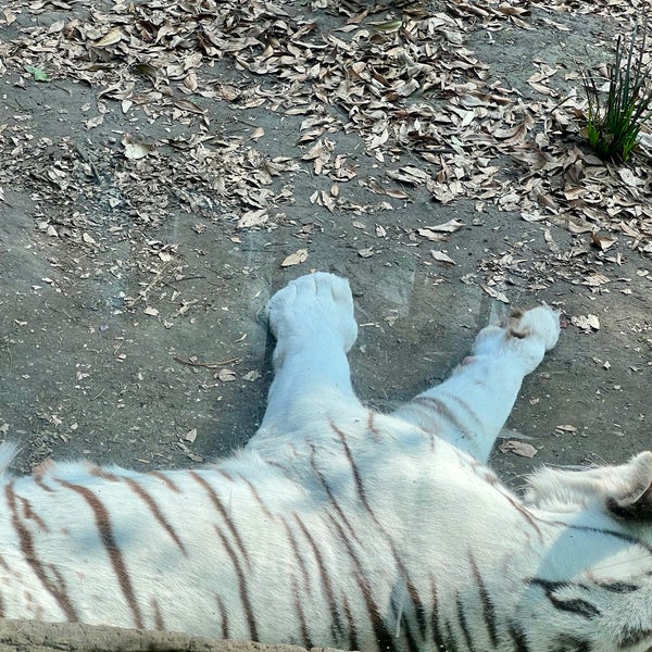 รูปภาพถ่ายที่ Zoológico de Chapultepec โดย Edgar P. เมื่อ 4/28/2024