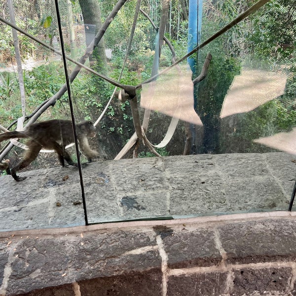 รูปภาพถ่ายที่ Zoológico de Chapultepec โดย Edgar P. เมื่อ 4/28/2024