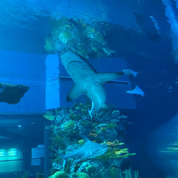 4/10/2021 tarihinde Sam .ziyaretçi tarafından Texas State Aquarium'de çekilen fotoğraf