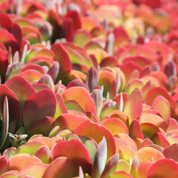 CND Nursery Garden Center in Johannesburg