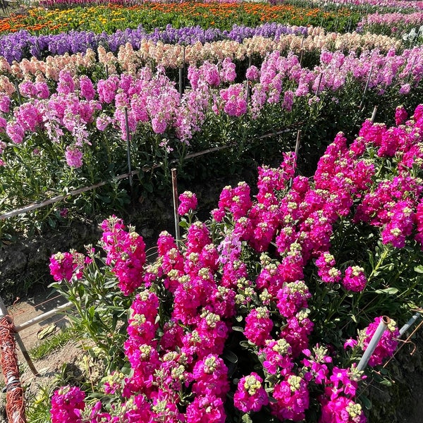 Foto Di 白間津花畑 南房総市 千葉県