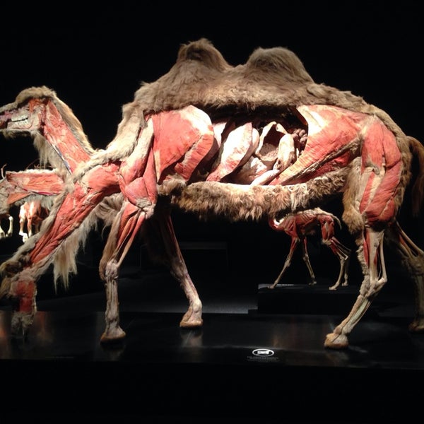 Photo taken at Perot Museum of Nature and Science by Ian G. on 10/24/2013