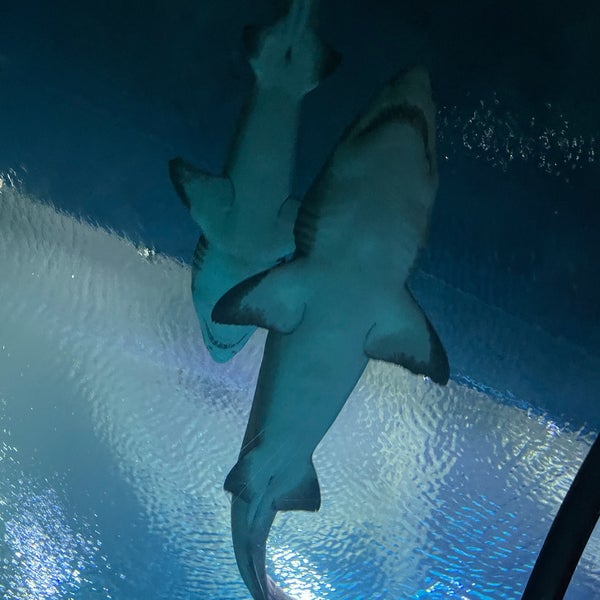 Foto scattata a Shark Reef Aquarium da Whitney K. il 2/16/2022