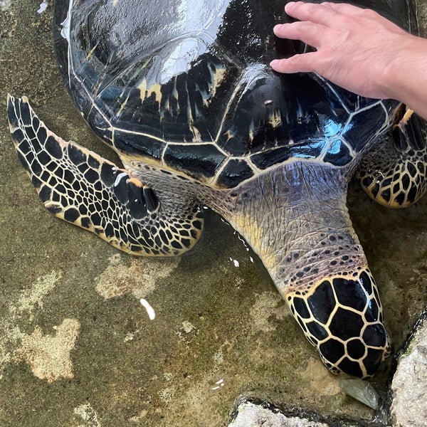 Photos At 奄美海洋展示館 Aquarium In 奄美市
