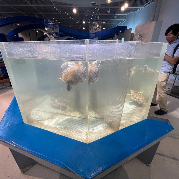 Photos At 奄美海洋展示館 Aquarium In 奄美市