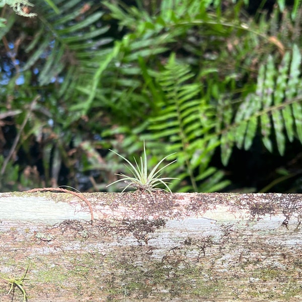 8/7/2022에 Cristina Alice R.님이 Audubon&#39;s Corkscrew Swamp Sanctuary에서 찍은 사진