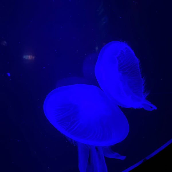 Photo taken at Birch Aquarium by Shayla S. on 2/24/2023