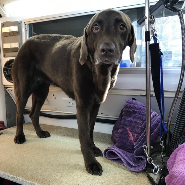 big cat climbing frame