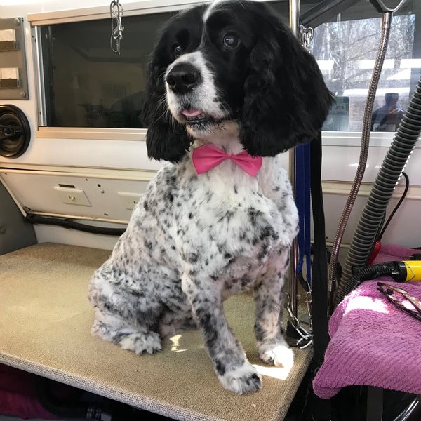 paw printz mobile pet styling