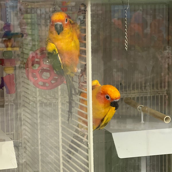 petco greenback