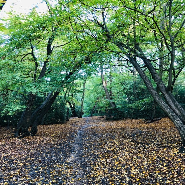 Epping Forest - Wikipedia