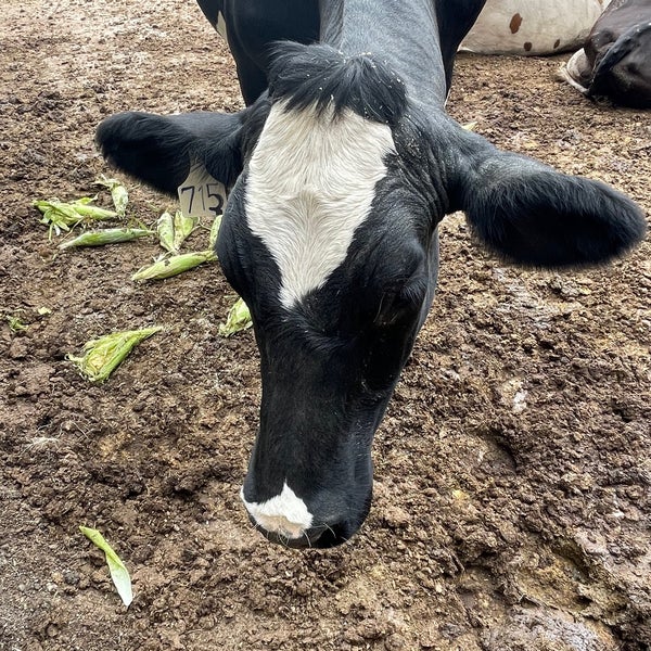 Mullen Dairy And Creamery Granja