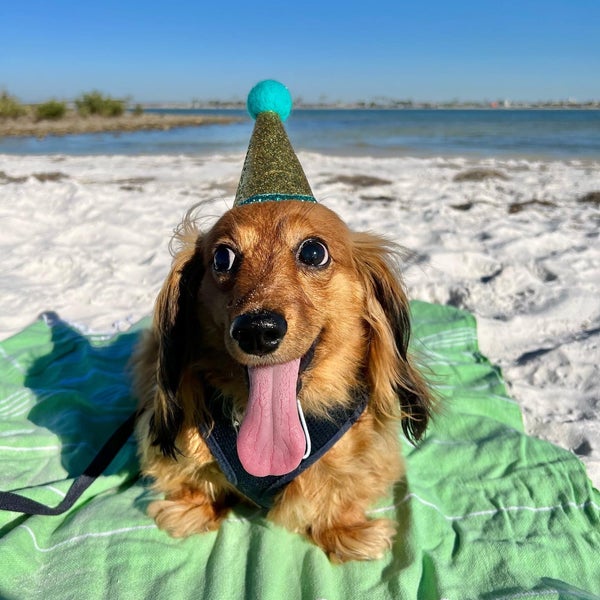 Are Dogs Allowed On Beach At Honeymoon Island