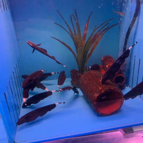 6th ave aquarium discount