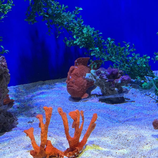 Photo taken at Maui Ocean Center, The Hawaiian Aquarium by Tommy Y. on 7/7/2021