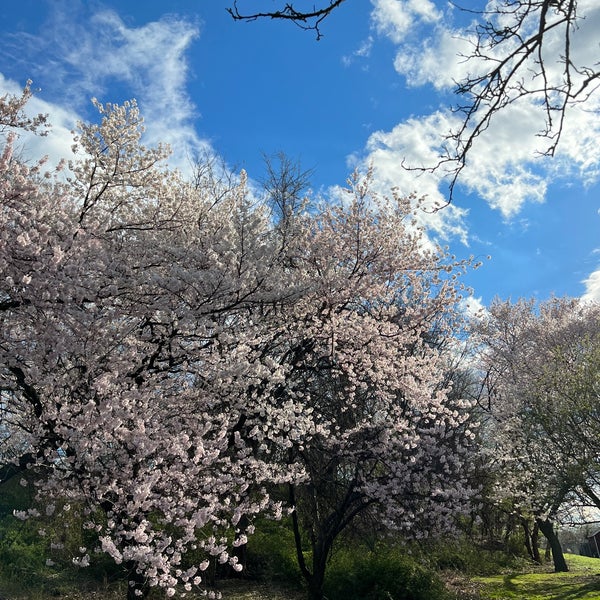 4/9/2022にIngrid F.がQueens Botanical Gardenで撮った写真